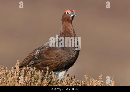 Lagopède des saules (Lagopus lagopus scotica). Homme debout. Le Parc National de Cairngorms, en Écosse, Grande-Bretagne Banque D'Images