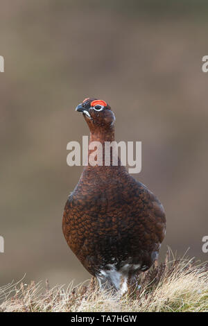 Lagopède des saules (Lagopus lagopus scotica). Homme debout. Le Parc National de Cairngorms, en Écosse, Grande-Bretagne Banque D'Images