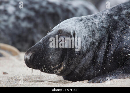 Phoque gris (Halichoerus grypus). Portrait de l'homme, allongé sur une plage. Helgoland, Allemagne Banque D'Images