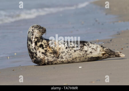 Phoque gris (Halichoerus grypus). Femme reposant sur une plage, Helgoland, Allemagne Banque D'Images