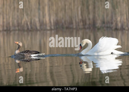 Homme Cygne muet (Cygnus olor) à la poursuite d'un oie cendrée, oie cendrée (Anser anser). Schleswig-Holstein, Allemagne Banque D'Images