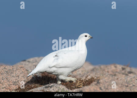 Le Lagopède alpin (Lagopus muta). En plumage d'hiver femelle. L'Ecosse, Cairngorms Banque D'Images