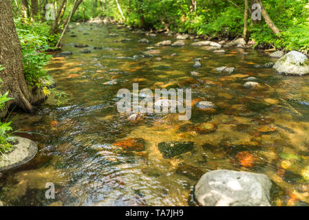 Stony river dans la forêt entre les arbres, Czarna Hancza, Suwalski parc paysage Banque D'Images