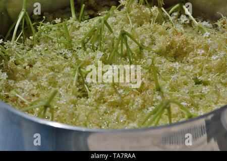 Cordial Elderflower maison, Sambucus nigra Banque D'Images