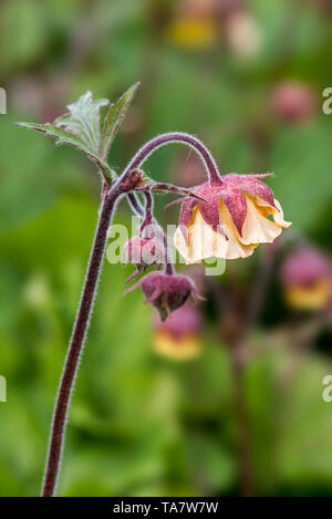 Benoîte écarlate / benoîte chilien / Double Bloody Mary / Grecian rose (Geum chiloense / Geum quellyon) en fleurs, des autochtones au Chili Banque D'Images