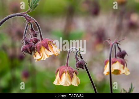 Benoîte écarlate / benoîte chilien / Double Bloody Mary / Grecian rose (Geum chiloense / Geum quellyon) en fleurs, des autochtones au Chili Banque D'Images