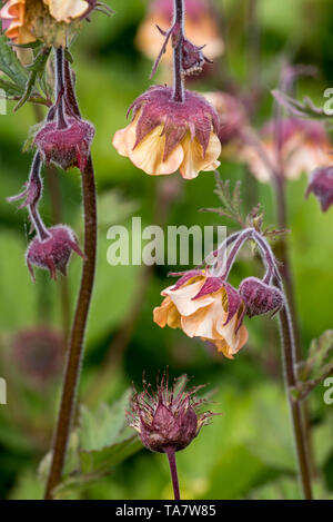 Benoîte écarlate / benoîte chilien / Double Bloody Mary / Grecian rose (Geum chiloense / Geum quellyon) en fleurs, des autochtones au Chili Banque D'Images