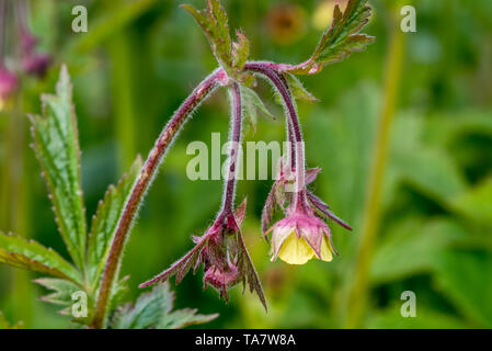 / Benoîte herb Bennet / benoîte officinale / Saint Benoît (Geum urbanum herb's) originaire d'Europe et du Moyen-Orient Banque D'Images