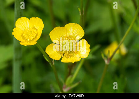 Renoncule des Prés / renoncule âcre / politique / renoncule (Ranunculus acris géant) en fleurs Banque D'Images