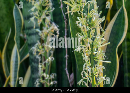 Striped-mère / langue / plante serpent viper's bowstring hemp (Sansevieria Trifasciata Laurentii) en fleur, originaire d'Afrique de l'ouest tropicale Banque D'Images
