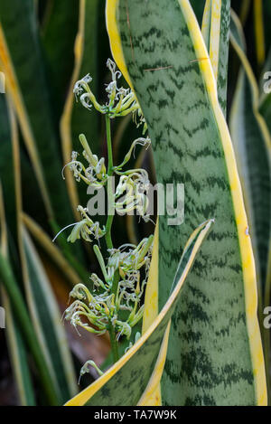Striped-mère / langue / plante serpent viper's bowstring hemp (Sansevieria Trifasciata Laurentii) en fleur, originaire d'Afrique de l'ouest tropicale Banque D'Images
