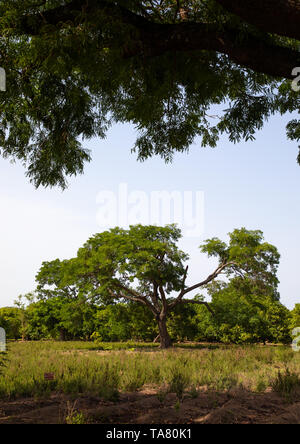 Plantation d'arbres de karité ou de beurre de karité, district des Savanes, Shienlow, Côte d'Ivoire Banque D'Images