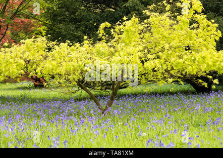 Printemps à Westonbirt l'Arboretum national - Acer Palmatum Dissectum, Kiri Nishiki, bluebells Floraison, Gloucestershire, Angleterre, Royaume-Uni Banque D'Images