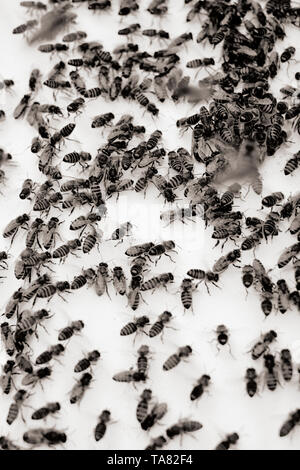 Un essaim d'abeilles sur une feuille blanche dans un nouvel emplacement de ruche communiquant par la danse du pari - la danse du pari. Banque D'Images