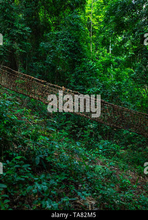 Pont de lianes dans la forêt, région du Tonkpi, Man, Côte d'Ivoire Banque D'Images