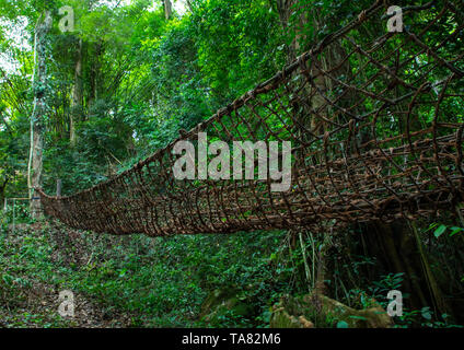 Pont de lianes dans la forêt, région du Tonkpi, Man, Côte d'Ivoire Banque D'Images