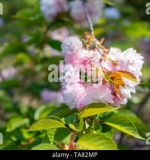 Feuilles vert et rose en fleurs fleurs de Sakura blured arrière-plan. Image de fond avec de belles fleurs. Banque D'Images