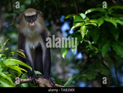 Singe macaque fixant dans la forêt, région du Tonkpi, Man, Côte d'Ivoire Banque D'Images