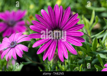 Gros plan sur Osteospermum 'Tresco Purple' - 'Nairobi Purple' en fleurs dans un jardin anglais, Royaume-Uni Banque D'Images