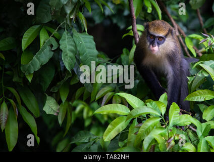 Singe macaque fixant dans la forêt, région du Tonkpi, Man, Côte d'Ivoire Banque D'Images