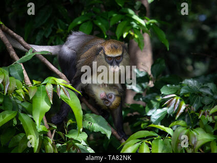 Singe macaque regarder mère avec un bébé dans la forêt, région du Tonkpi, Man, Côte d'Ivoire Banque D'Images