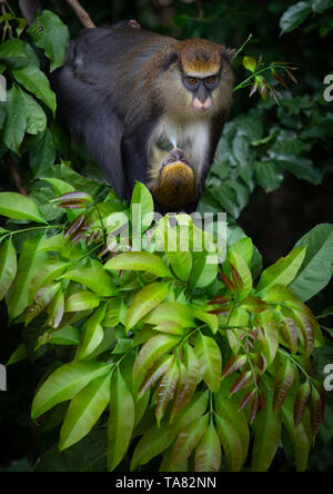 Singe macaque regarder mère avec un bébé dans la forêt, région du Tonkpi, Man, Côte d'Ivoire Banque D'Images