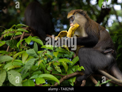 Singe Macaque manger banane dans la forêt, région du Tonkpi, Man, Côte d'Ivoire Banque D'Images