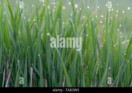 La rosée du matin sur les feuilles d'herbe Banque D'Images