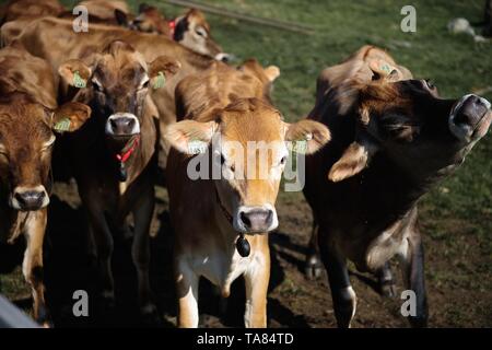 Ligne de viande bovine limousine vaches dans une campagne française, Close up head shot avec l'accent au milieu deux bovins Banque D'Images