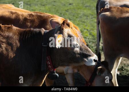 Ligne de viande bovine limousine vaches dans une campagne française, Close up head shot avec l'accent au milieu deux bovins Banque D'Images