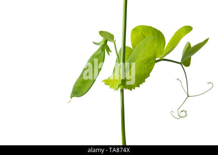 Growing green pea plant close up isolé sur fond blanc Banque D'Images