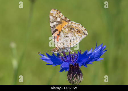 Silver-Fritillaru lavé butterfly sitting on Blue in Green grass bleuet Banque D'Images