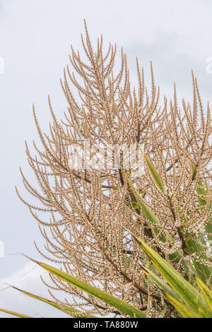 Les pics de floraison de Cordyline australis à Cornwall, UK. Cette plante est parfois connu sous le nom de la Nouvelle-Zélande 'arbre' chou ou chou-palm. Banque D'Images