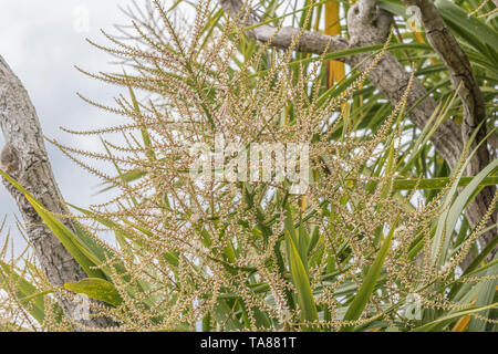 Les pics de floraison de Cordyline australis à Cornwall, UK. Cette plante est parfois connu sous le nom de la Nouvelle-Zélande 'arbre' chou ou chou-palm. Banque D'Images