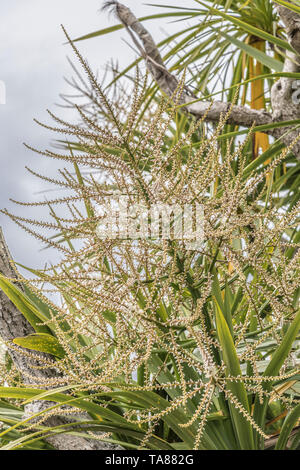 Les pics de floraison de Cordyline australis à Cornwall, UK. Cette plante est parfois connu sous le nom de la Nouvelle-Zélande 'arbre' chou ou chou-palm. Banque D'Images