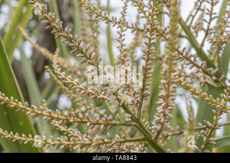 Les pics de floraison de Cordyline australis à Cornwall, UK. Cette plante est parfois connu sous le nom de la Nouvelle-Zélande 'arbre' chou ou chou-palm. Banque D'Images