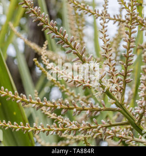 Les pics de floraison de Cordyline australis à Cornwall, UK. Cette plante est parfois connu sous le nom de la Nouvelle-Zélande 'arbre' chou ou chou-palm. Banque D'Images