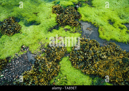 Plage à marée basse, les algues Cladophora rupestris, fucus vésiculeux, Fucus vesiculosus Banque D'Images
