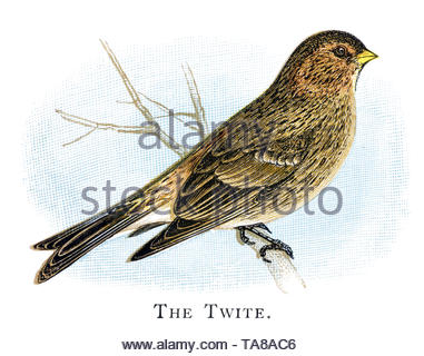 (Linaria flavirostris Twite), publié en 1898 illustration vintage Banque D'Images