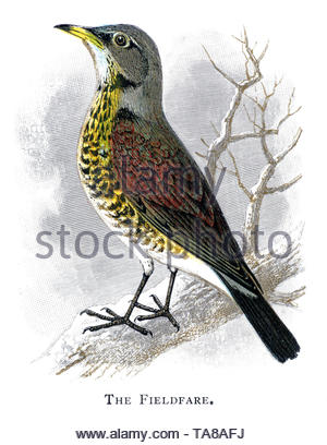 F) Fieldfare (Turdus, vintage illustration publié en 1898 Banque D'Images