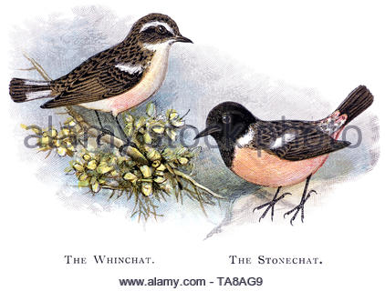 (Saxicola rubetra Whinchat) et Stonechat (Saxicola rubicola), publié en 1898 illustration vintage Banque D'Images