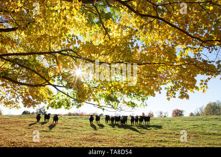 Groupe de vaches dans le champ sur la journée d'automne avec la lumière du soleil filtrant à travers les arbres Banque D'Images