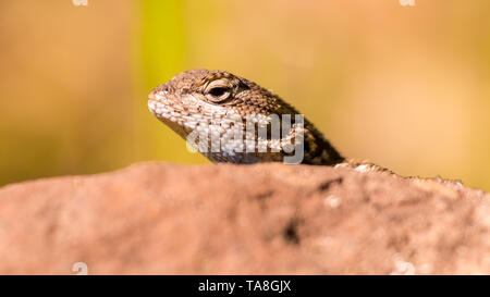 Closeup portrait de lézards peeking la tête au-dessus d'un rocher dans Trione-Annadel State Park à Santa Rosa, Californie - sur une journée de printemps ensoleillée Banque D'Images