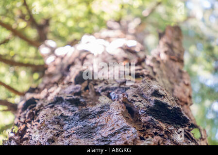 À la recherche d'un séquoia géant dans la région de Armstrong Redwoods Réserve naturelle - Sonoma County, Californie Banque D'Images