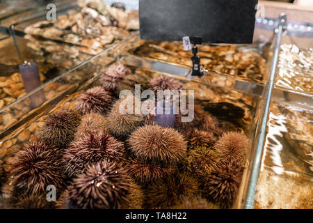 Les huîtres, les oursins et les moules en vente dans un des aquariums d'eau au street market en France. Concept de fruits de mer. Banque D'Images