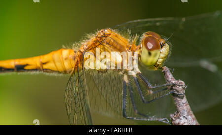 Espèce de libellule meadowhawk - extreme gros plan du visage et yeux - prises à Theodore Wirth Park à Minneapolis Banque D'Images