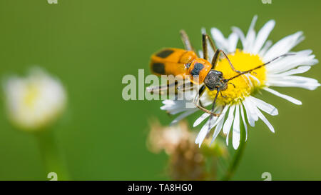 Extreme close up macro de verge - Soldat sur wildflower dans Theodore Wirth Park Banque D'Images