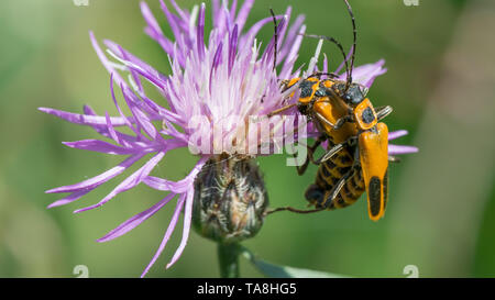 Extreme close up macro de verge - Soldat sur wildflower dans Theodore Wirth Park Banque D'Images