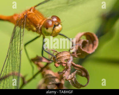 Espèce de libellule meadowhawk - extreme gros plan du visage et yeux - prises à Theodore Wirth Park à Minneapolis Banque D'Images