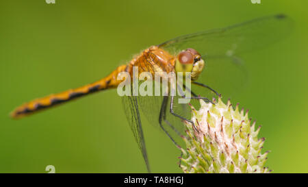 Espèce de libellule meadowhawk - extreme gros plan du visage et yeux - prises à Theodore Wirth Park à Minneapolis Banque D'Images